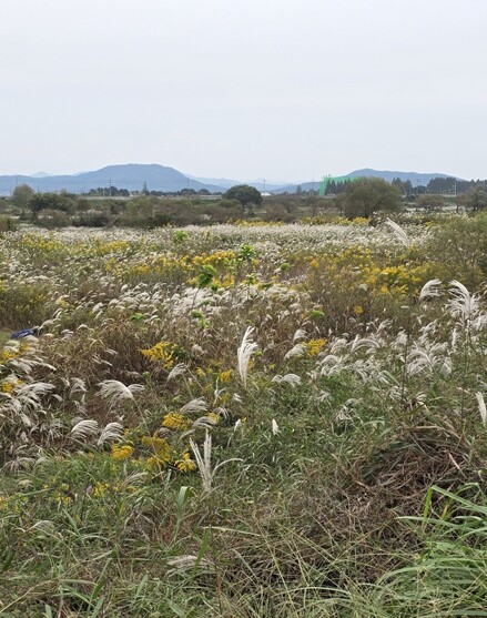 환경청, 광주 장록습지 내 양미역취 ...