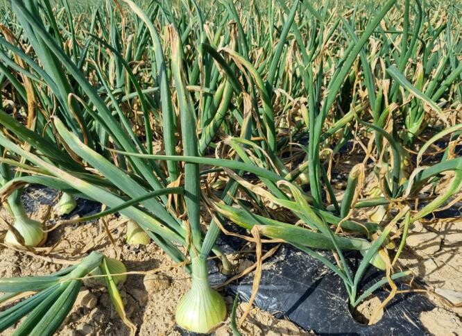 전남도, 마늘·양파 재해보험 가입 기...