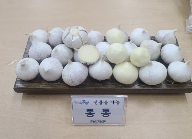 증평군, 신품종 마늘 '통통&...