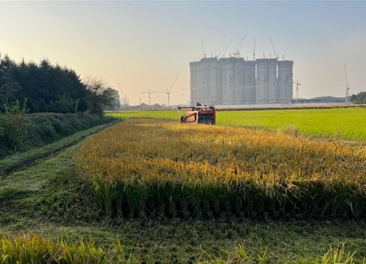 인천시, 연희공원에서 키운 쌀 200...