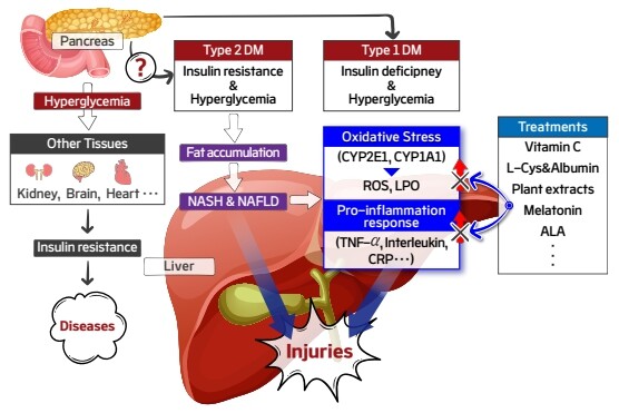 전남대, 당뇨성 간 손상 치료 연구 ...