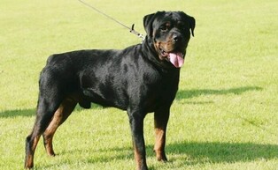 충북도, ‘맹견사육허가제도’ 안착을 위한 전담반 운영