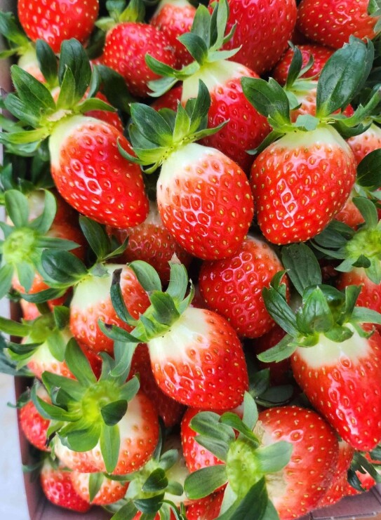 영광군, 딸기 수경재배 시험 ‘실증으...