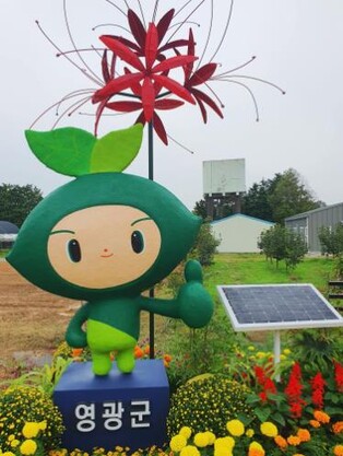 영광군, 2026년 상사화 모시 연구 고도화 추진