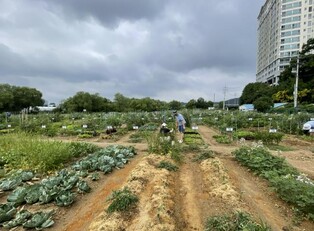 용인특례시, 시민농장 분양받을 도시농부 815팀 모집