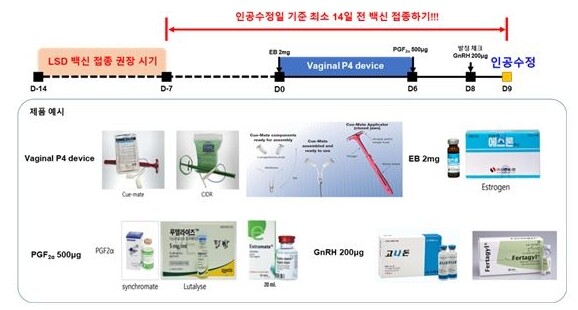 전남대, 럼피스킨 백신 표준접종 한우...