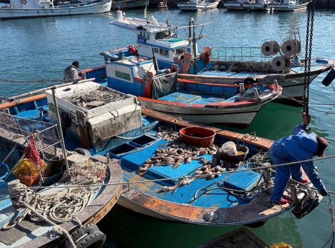 전남해양수산과학원, 꼼치 자원회복 대...