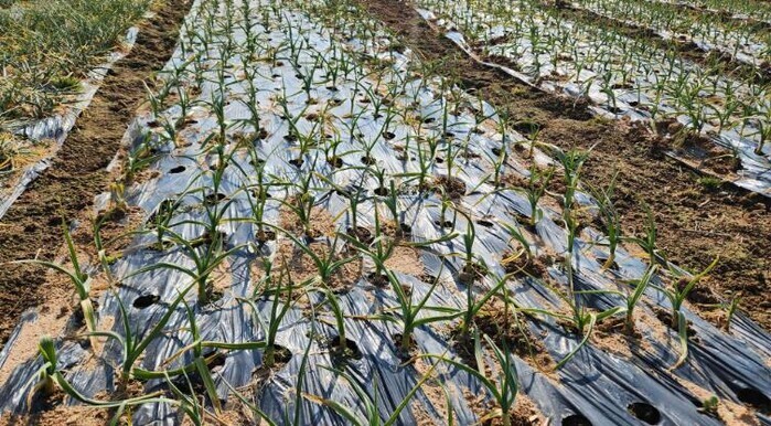 이상기상 대비, 영광군 노지 양파·마...