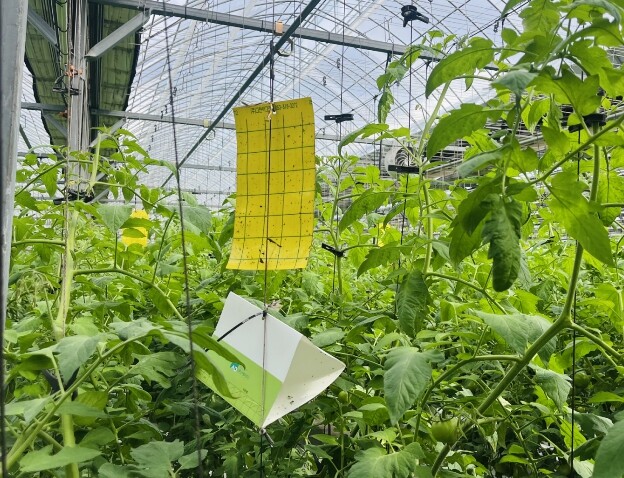 경기도농업기술원, 토마토 재배 농가 ...