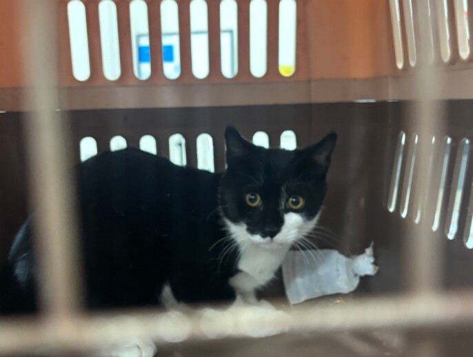 광명시, 올해 길고양이 500마리 중...