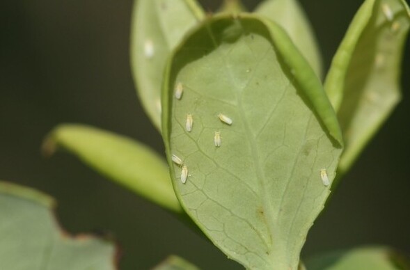 충남도 농업기술원 구기자 양분관리, ...