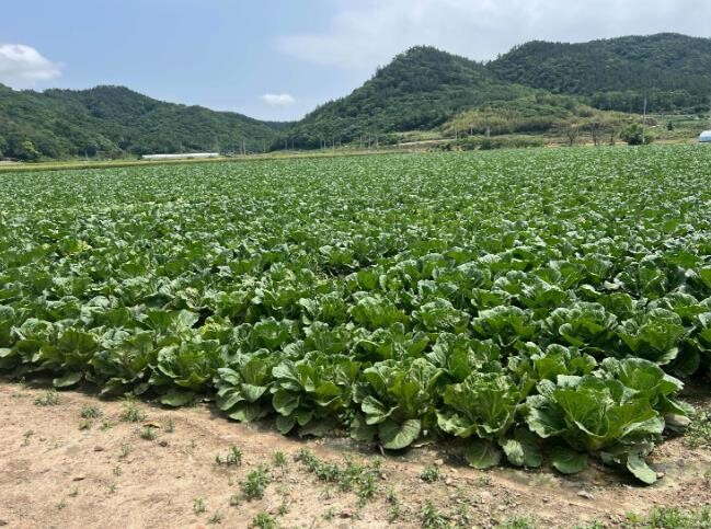 전남도, 봄무·봄양배추 재배 의향면적...