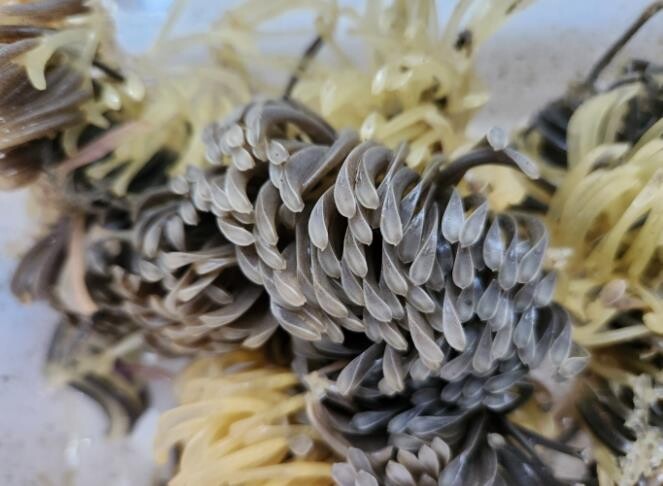 전남해수원, 새 양식 전략품종으로 ‘...